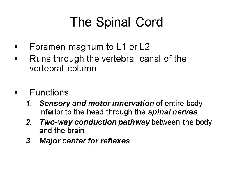 The Spinal Cord Foramen magnum to L1 or L2  Runs through the vertebral